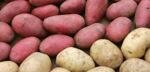 Apie bulves