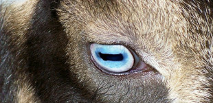Kodėl ožkų akys tokios keistos?