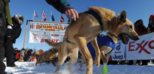 „Iditarod“ lenktynės Aliaskoje