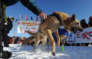 iditarod_2012_04