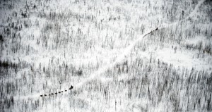 iditarod_2012_05