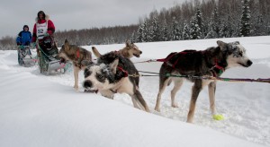 iditarod_2012_06