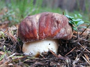 Baravykas-pusyninis-Boletus-pinicola
