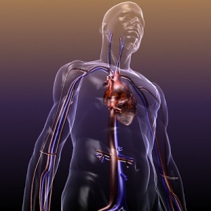 human_body