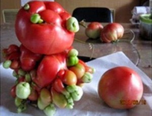 tomato