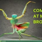 bug
