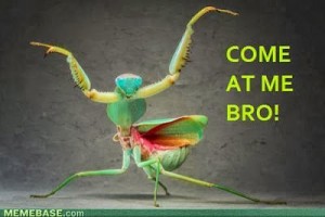 bug